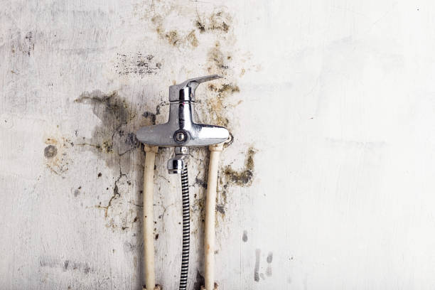 Best Localized Mold Remediation (e.g., coastal areas, humid climates) in Hibbing, MN
