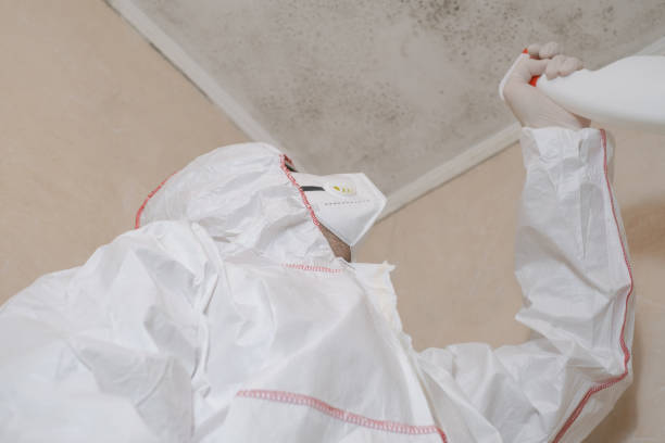 Best Post-Flood Mold Remediation in Hibbing, MN
