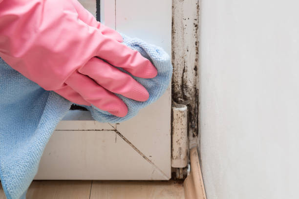 Best White Mold Remediation in Hibbing, MN