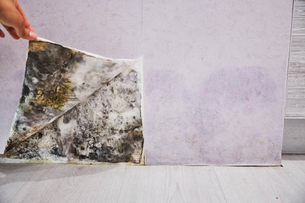 Best Basement Mold Remediation in Hibbing, MN